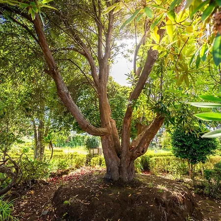 Casa Da Tia Clementina Santana (Madeira)