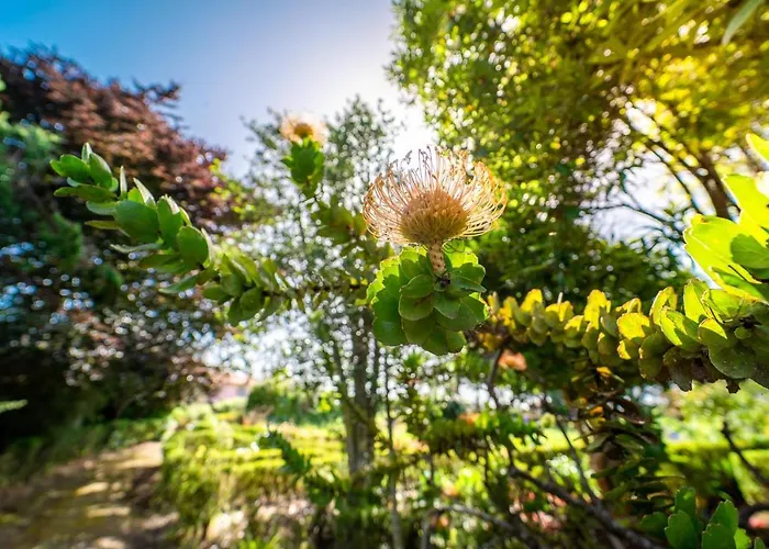 Casa Da Tia Clementina * Santana