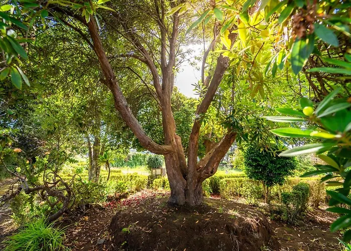 Casa Da Tia Clementina Santana (Madeira)